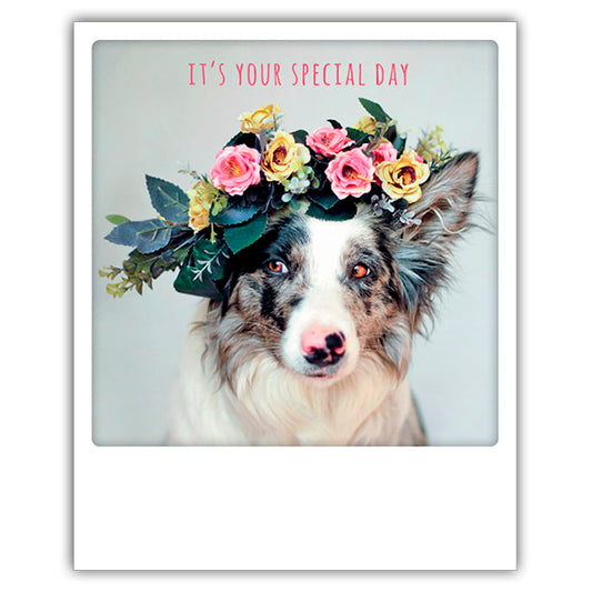 Postcard Pickmotion - It's your… dog and wreath