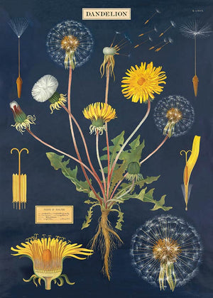 Juliste Cavallini - Dandelion