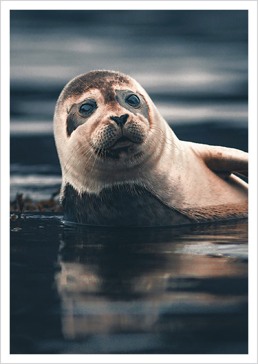 Postcard Konsta Punkka - Seal