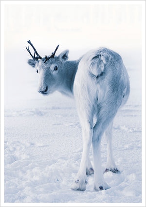 Postcard Konsta Punkka - Reindeer