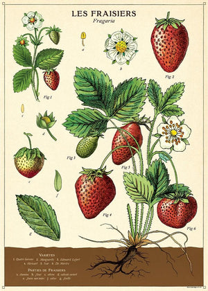 Juliste Cavallini - Strawberry