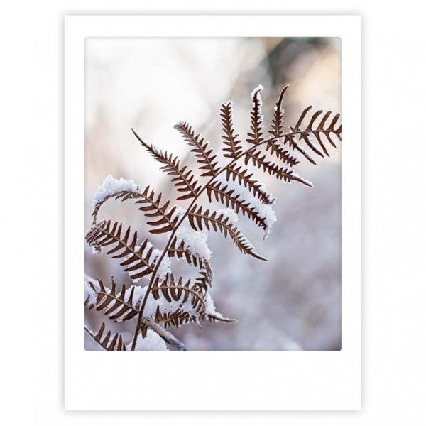 Juliste Pickmotion - Winter fern