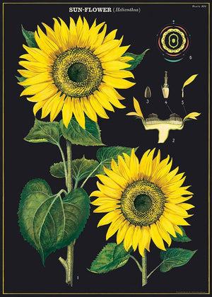 Juliste Cavallini - Sunflower