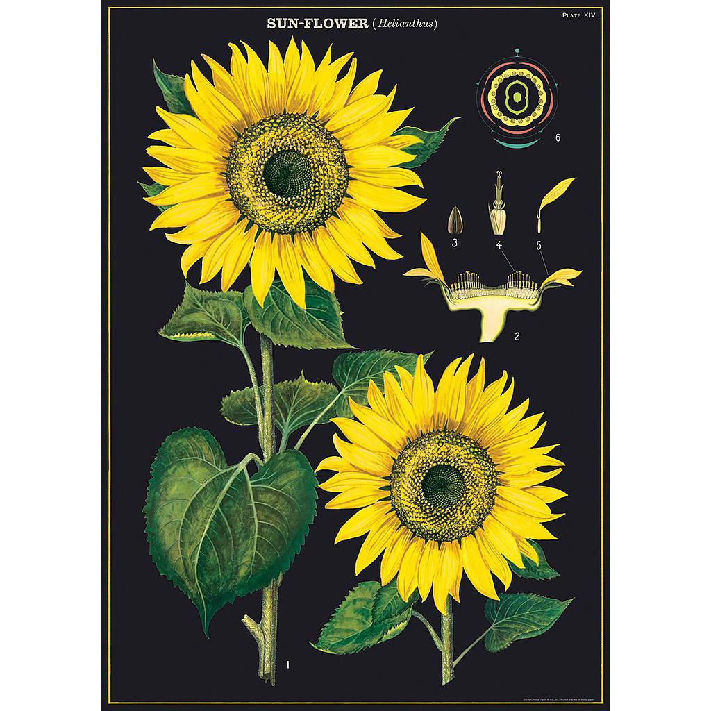 Juliste Cavallini - Sunflower