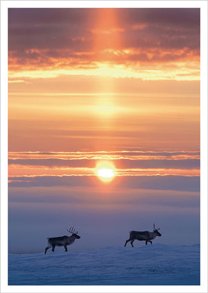 Postikortti Konsta Punkka - Porot ja aurinko