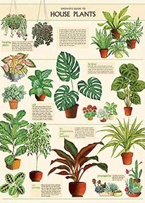 Juliste Cavallini - Houseplants