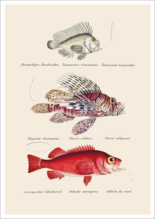Postcard John Nurminen - 3 fish