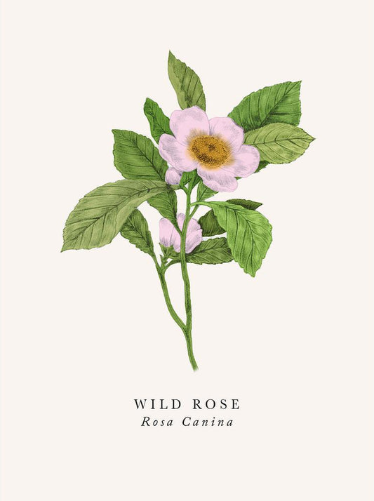 2-part card The Art File - Book and Botanics, Wild Rose