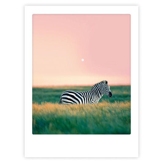 Juliste Pickmotion - Zebra crossing
