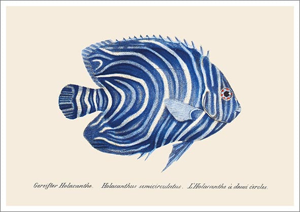 Postcard John Nurminen - Blue fish
