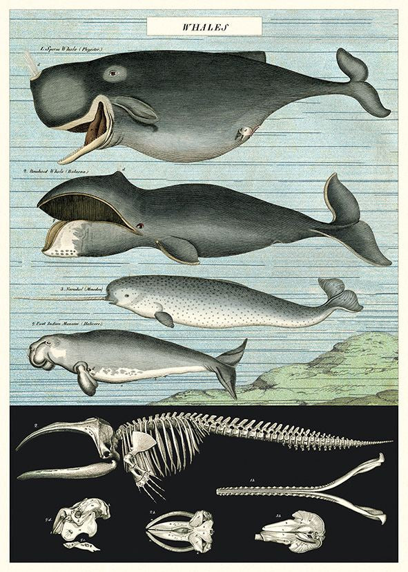 Juliste Cavallini - Whale Chart