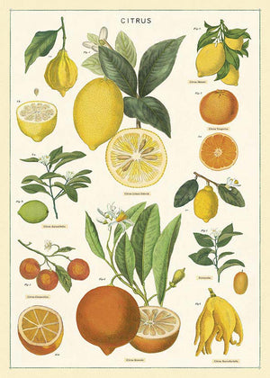 Juliste Cavallini - Citrus