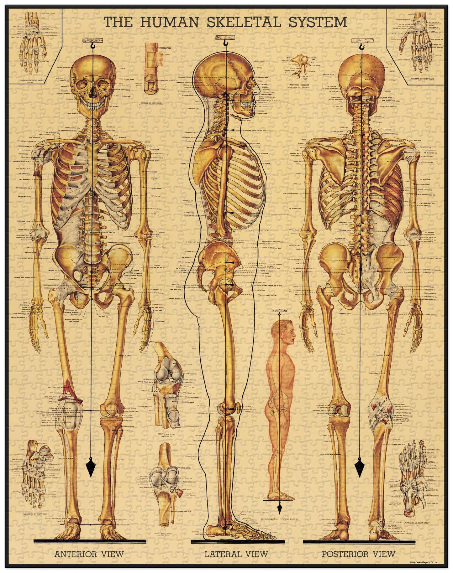 Palapeli Cavallini - Skeletal System